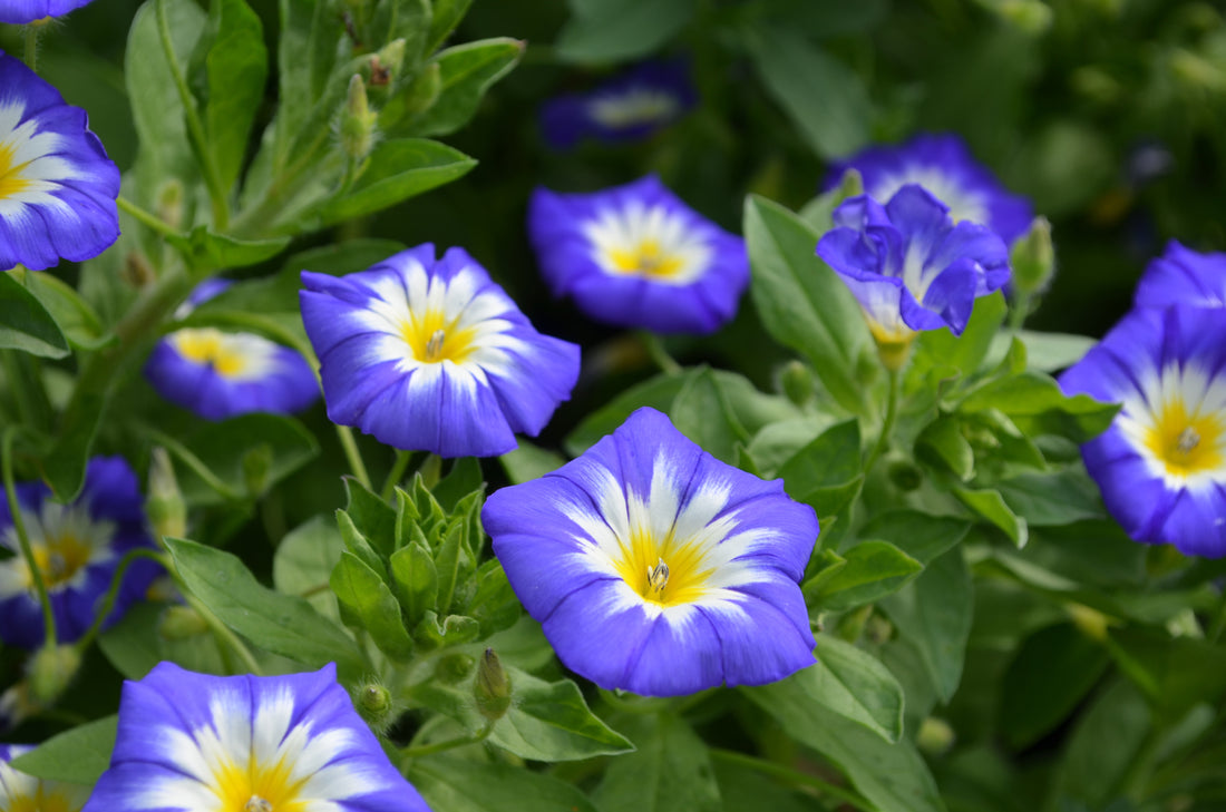 5 Edible Winter Flowers You Can Grow Hydroponically in Australia